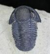 Gerastos Trilobite Fossil - Foum Zguid #21540-2